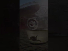 Valvola di ventilazione a farfalla con flange in acciaio al carbonio da 50 mm a 400 mm a 300 mm